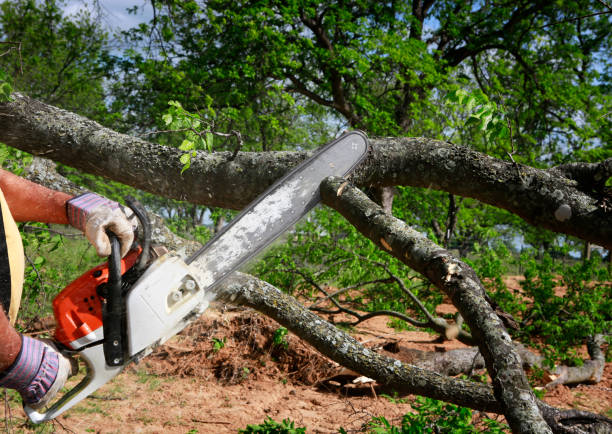 Trusted Shady Spring, WV  Tree Services Experts